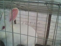 养兔场视频,科技赋能下的绿色养殖之旅