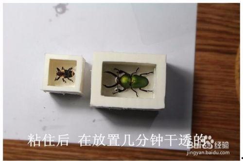 昆虫标本制作视频,从捕捉到展示的完整教程