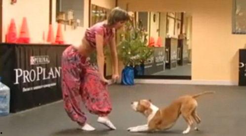 小狗表演视频,小狗表演视频集锦