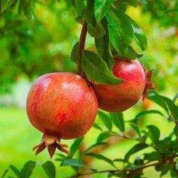 广清石榴视频,探寻千年古树的传奇魅力