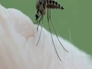 蚊子叮视频,揭秘吸血昆虫的神秘世界