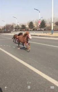 马跑的视频,速度与激情的视觉盛宴