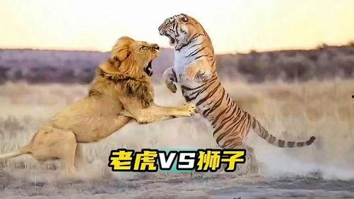 虎狮斗视频,生死较量，谁主沉浮？